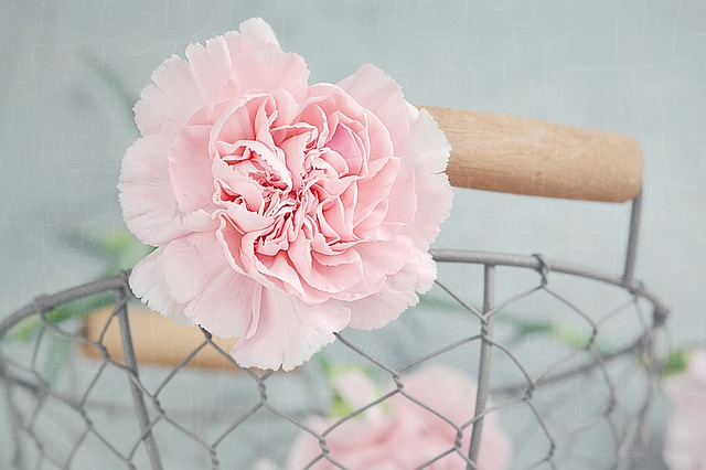 Carnations are Edible Flowers