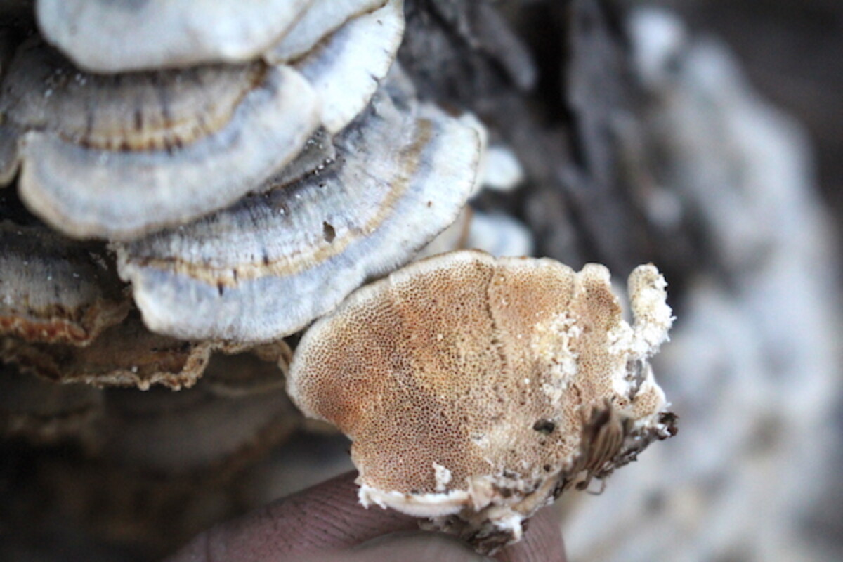 This large pored mushroom is a turkey tail mushroom look alike. The pores are clearly visible, and it may be another Trametes species, but it's not a true turkey tail (Trametes versicolor).
