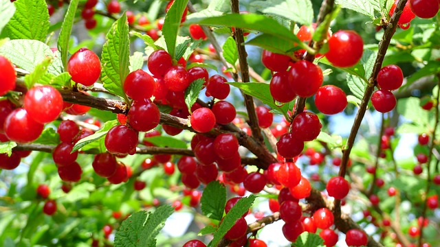 Nanking Cherry fruit
