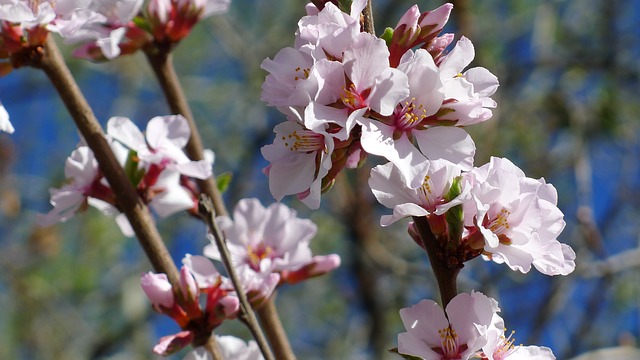 Nanking Cherry Blossoms