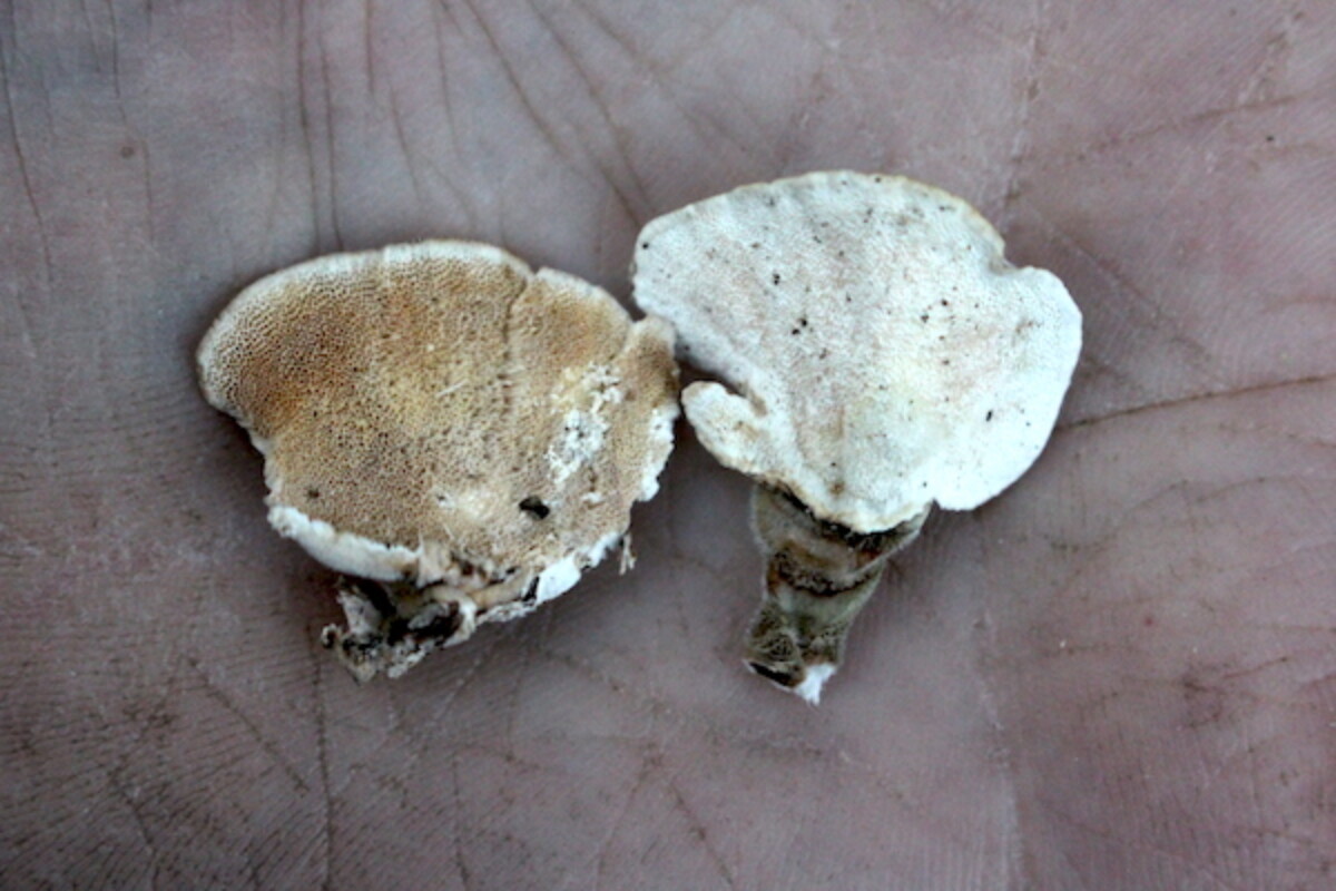 True turkey tail (right) and a large pored turkey tail look alike. These were found just a few feet apart in the woods of Vermont.