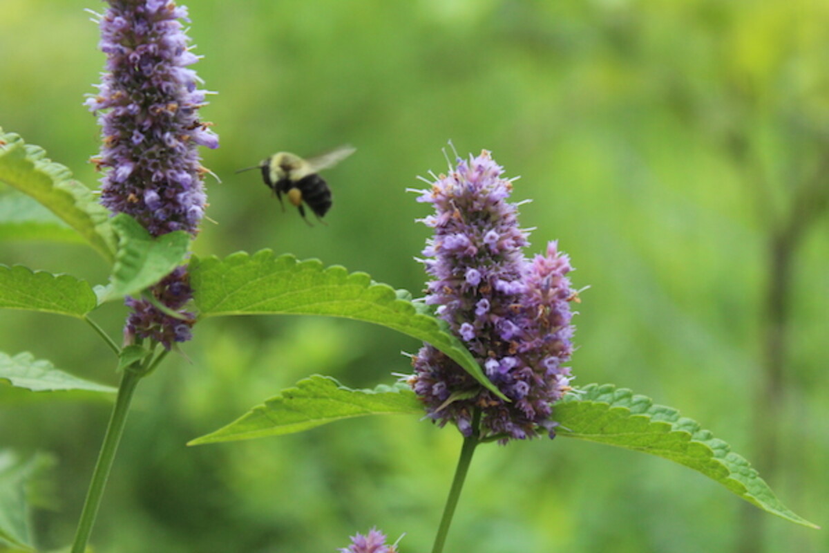 Edible Anise hyssop flowers visited by bumble bees