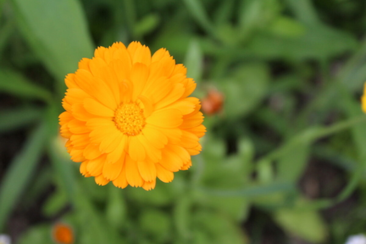 A calendula flower in my garden from last summer.