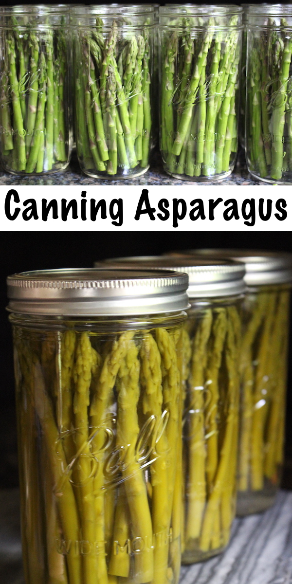 Canning Asparagus at home ~ This asparagus canning recipe is easy to follow and allows you to preserve asparagus for year round use. This is a pressure canning recipe, so there's no pickling required. #asparagus #canning #homesteading #recipes #pressure #foodpreservation