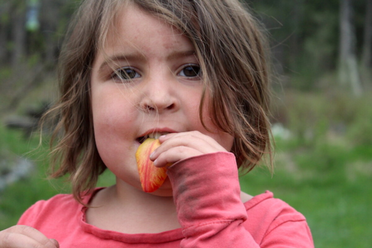 child eating edible tulip petals
