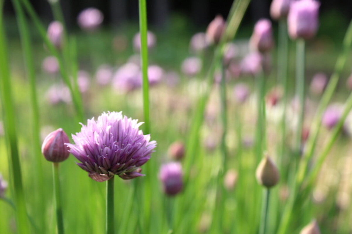 Edible chive flowers
