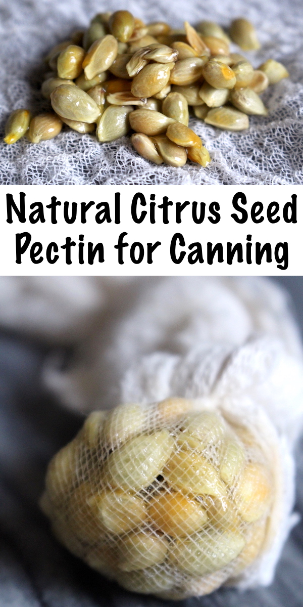 How to Make Natural Pectin from Citrus Seeds ~ Canning low pectin fruits can be a challange without added commercial pectin, but you can actually extract quite a bit of natural pectin from citrus seeds. That's good news for homemade jams and jellies. #canning #foodpreservation #pectin #diy #homesteading #selfsufficiency