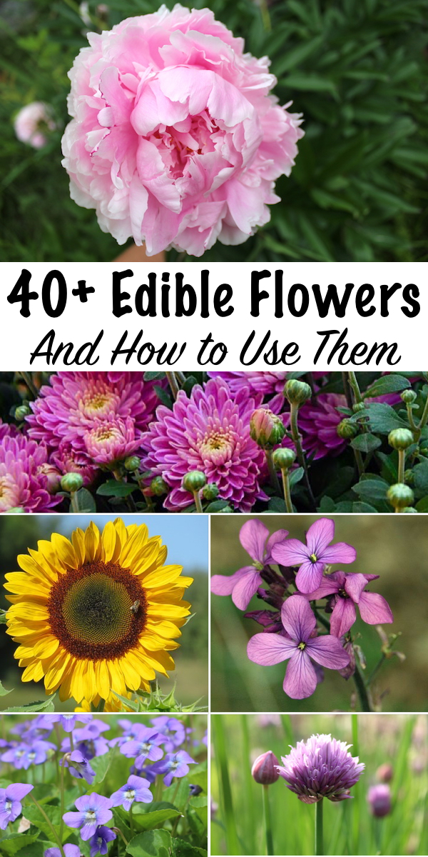 40+ Edible Flowers & How to Use Them ~ Edible Flower Recipes for some of the most common garden blossoms ~ There's more to eat in grandma's perennial garden than you realize... #edibleflowers #foraging #recipes #listof