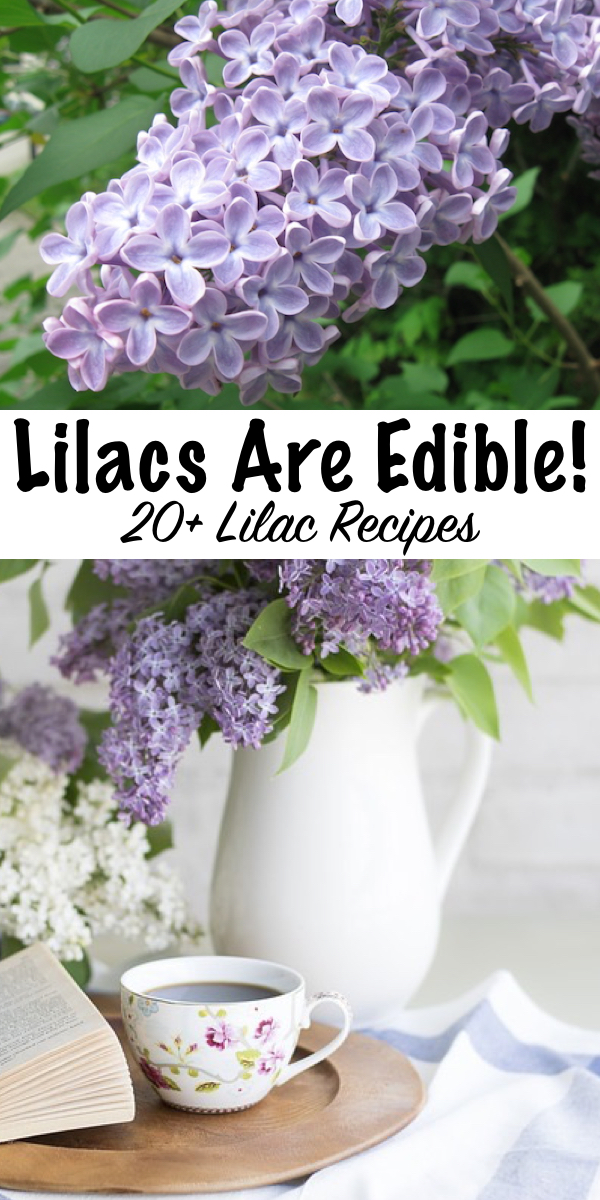 20+ Ways to use lilacs ~ Did you know lilacs are edible flowers? Here's 20+ recipes using lilacs for your spring kitchen. #lilacs #uses #recipes #edibleflowers #foraging