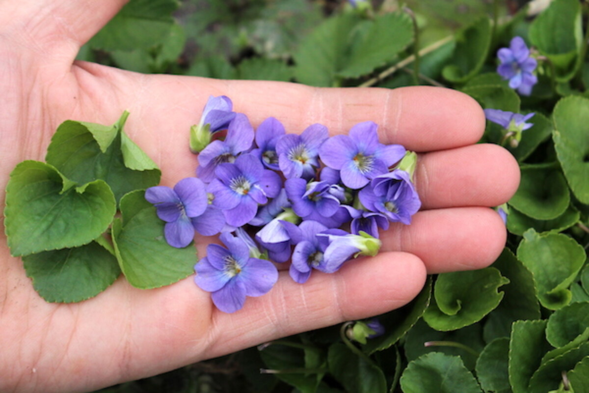 Foraging Wild Violets ~ A handful of wild violet flowers and leaves for identification and use as herbal medicine or food