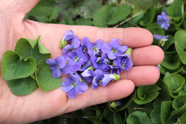 Foraging Wild Violets (Viola sp.)