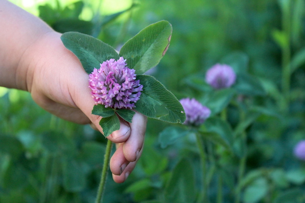 Edible Flowers of Red Clover during harvest