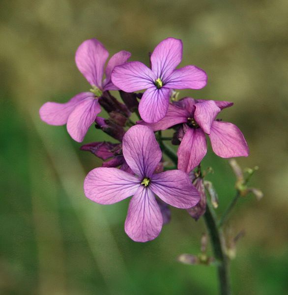 Dame's Rocket (Hesperis matronalis) Edible Flowers 