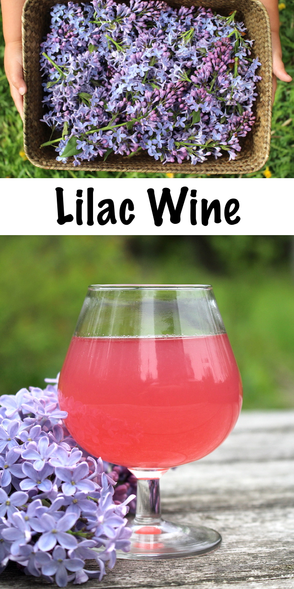 Homemade Lilac Wine ~ Lilacs are delicious edible flowers and they make a wonderful homemade floral wine. Looking for a unique winemaking recipe? Seek no further! #lilac #recipes #homemadewine #foraging #homebrew