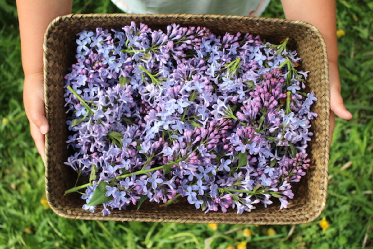 Edible lilac flowers in a basket