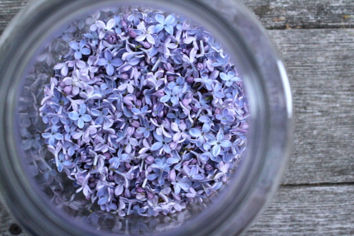 Lilac Flowers in wide mouth Demijohns for making a floral lilac wine