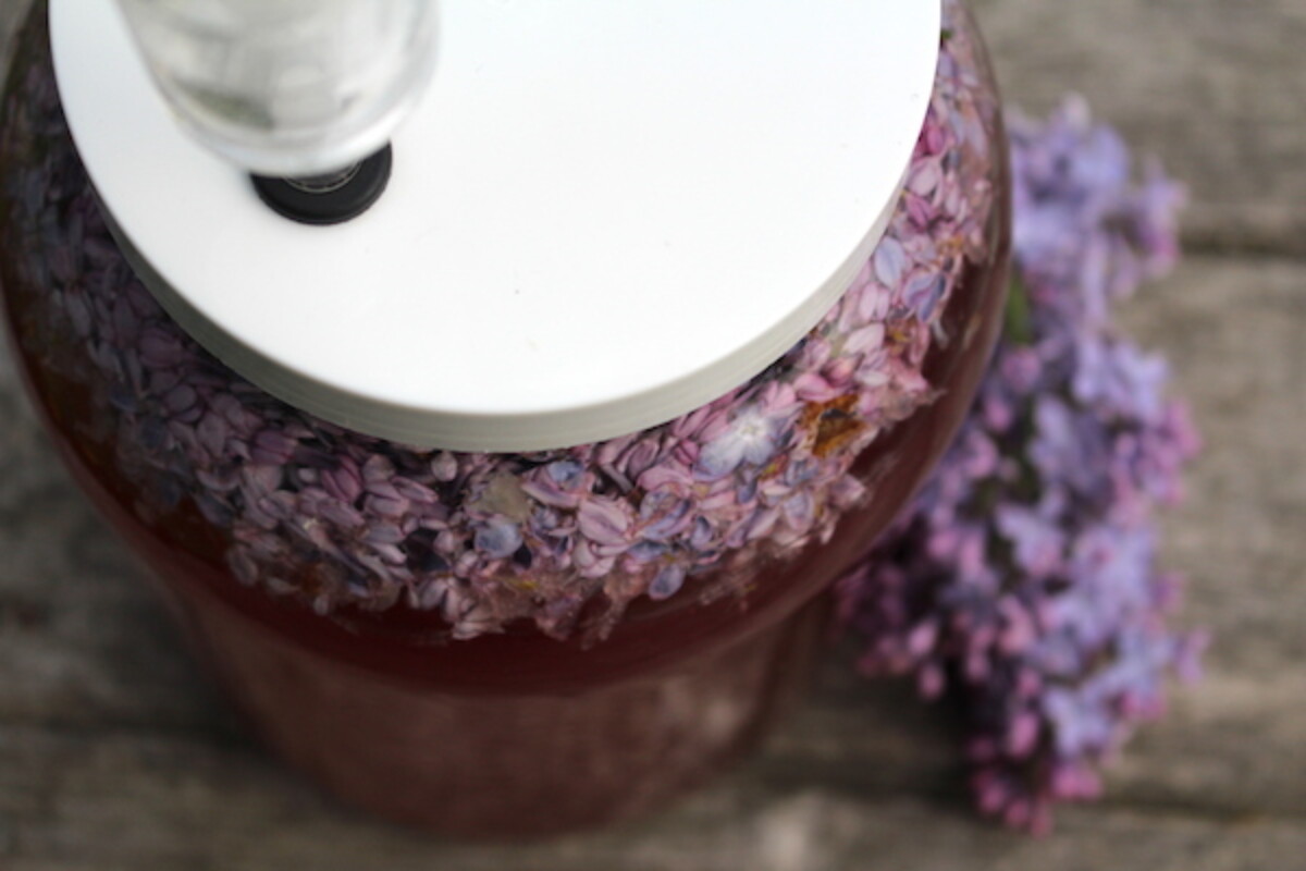 Lilac wine fermenting in a wide mouth fermentation vessel