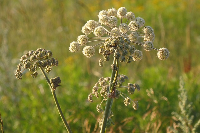 Angelica Flowers