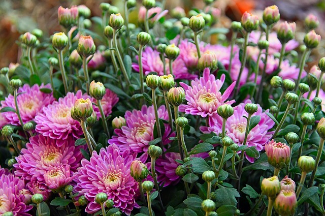 Edible Flowers on a Chrysanthemum
