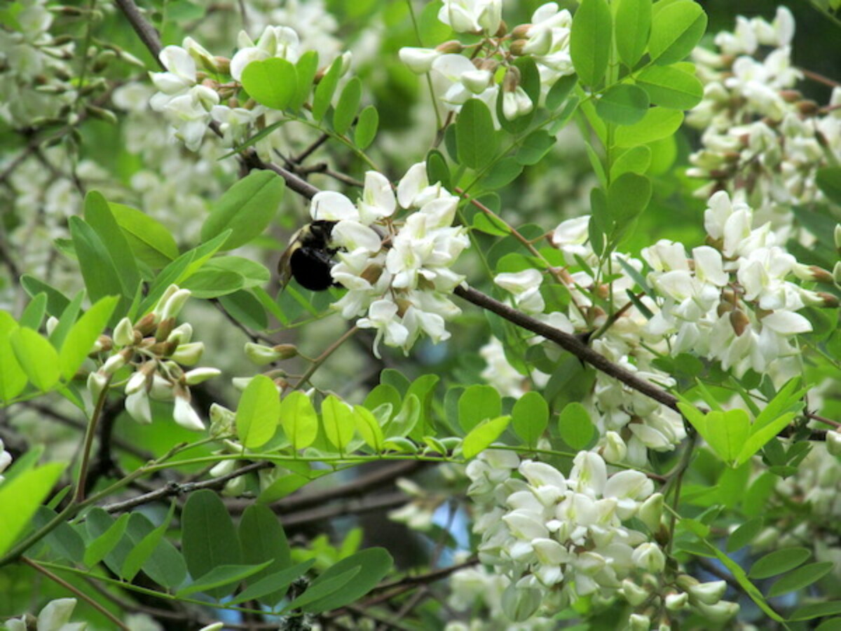 A bumble bee enjoying nectar from black locust flowers