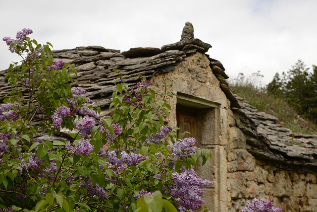 old stone house surrounded by lilacs