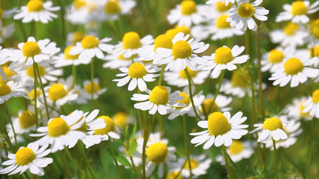Edible chamomile flowers