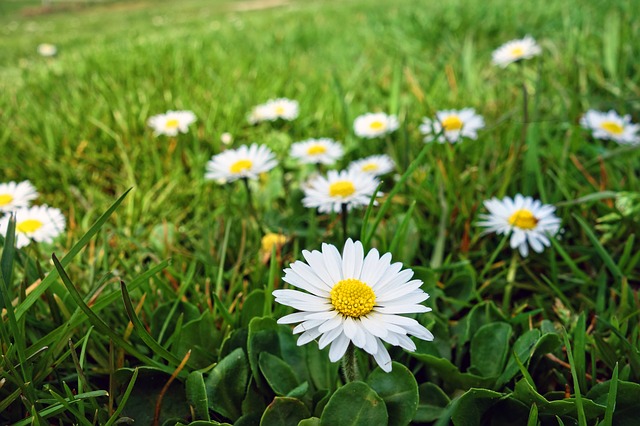 Edible flowers of common daisy