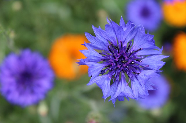 Bachelors buttons or cornflowers are beautiful edible flowers