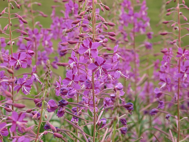 Fireweed flowers