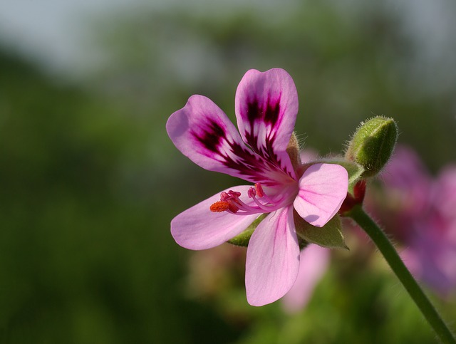 scented geranium flower