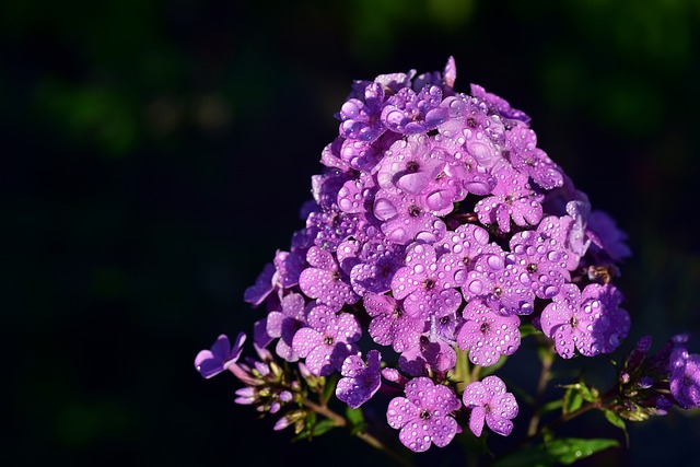 phlox flowers are edible flowers with a slightly spicy taste