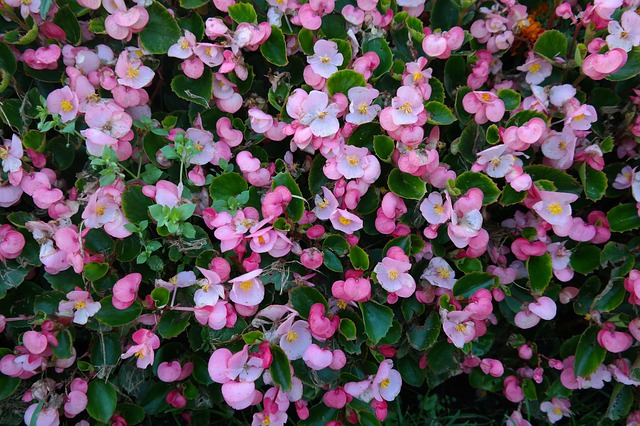 Pink Begonia Flowers