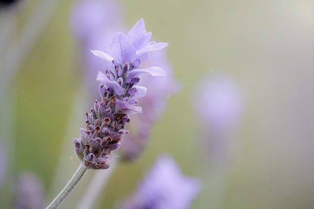 lavender flower