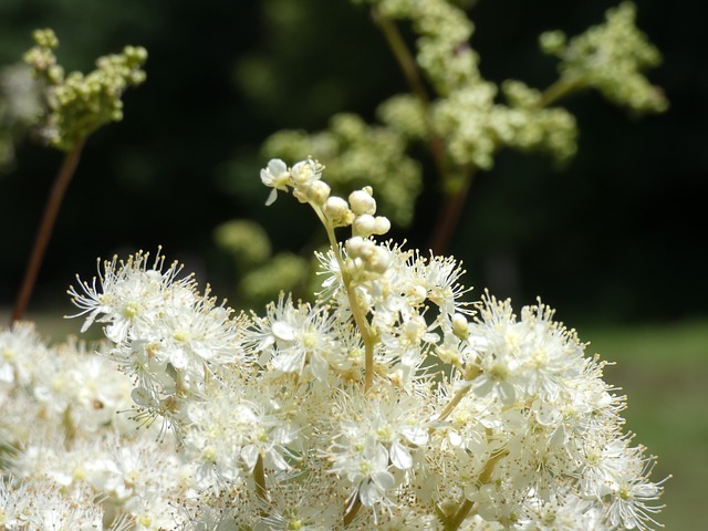 meadowsweet flowers