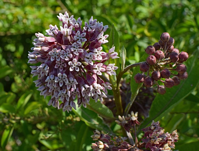 Edible flowers on a common milkweed