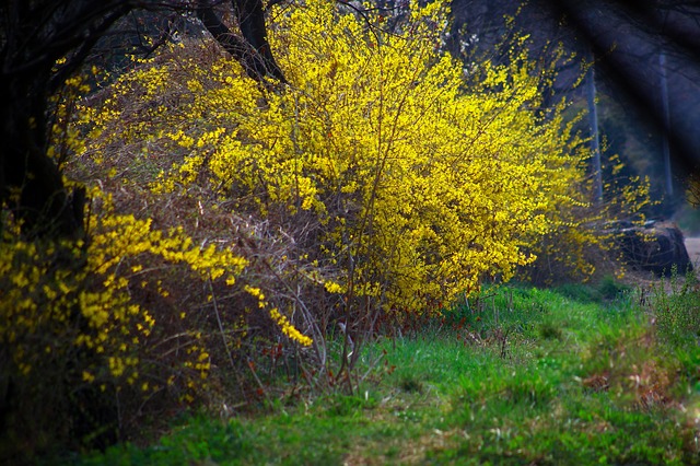 forsythia bush in bloom, covered with edible flowers in early spring