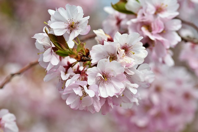Edible cherry blossoms