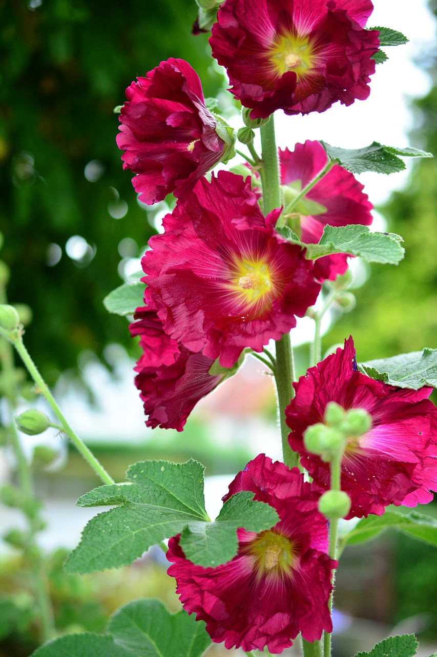 hollyhock edible flowers