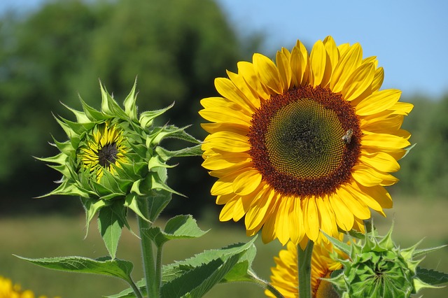 Edible sunflowers as buds and as fully opened flowers