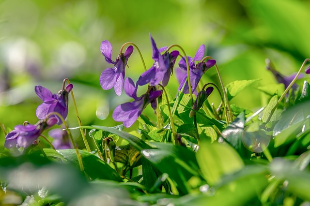 Edible flowers on a wild violet