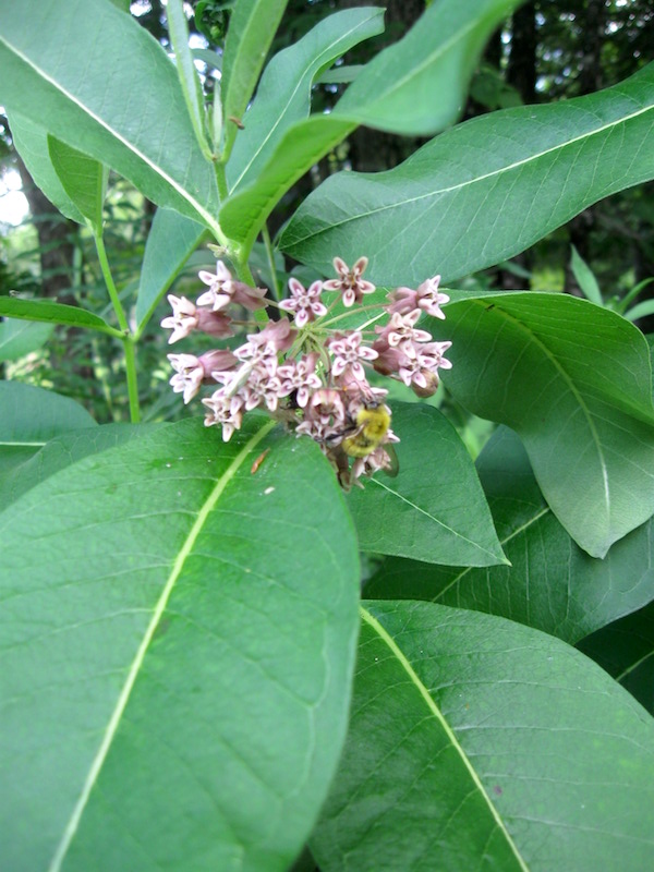 Bumblebee on Milkweed Flowers