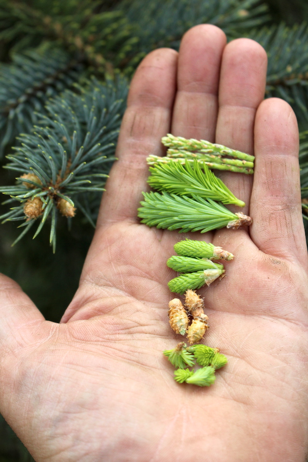 Various conifer tips