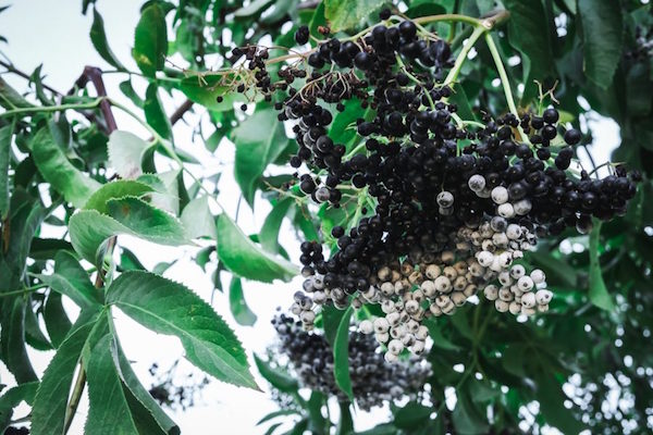 blue elderberries growing on elderberry bush