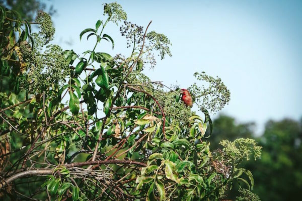 red finch sits in an elderberry bush