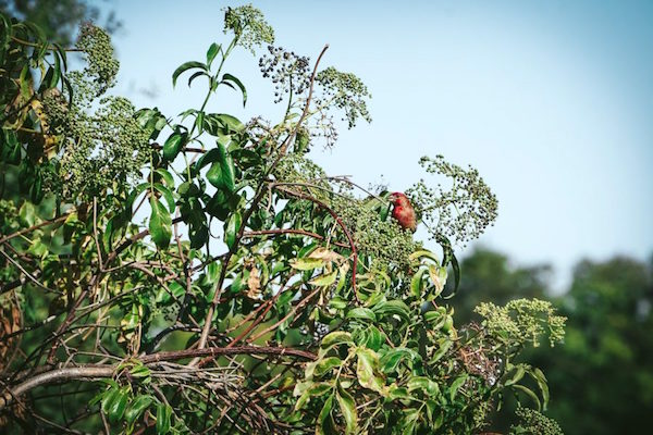 red finch sits in an elderberry bush