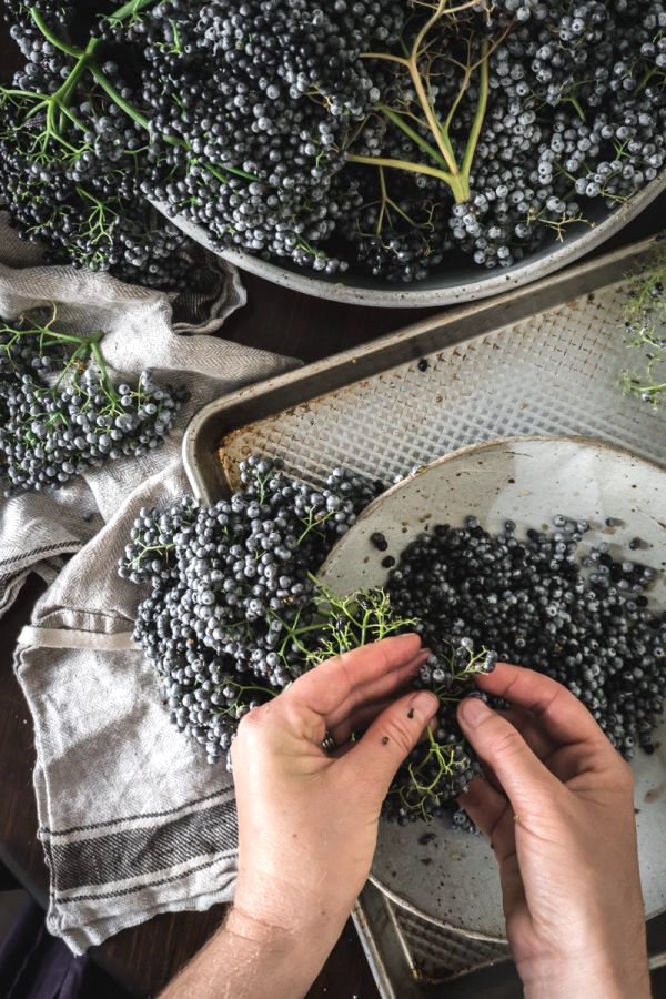 woman's hands pulling ripe elderberries off of stems