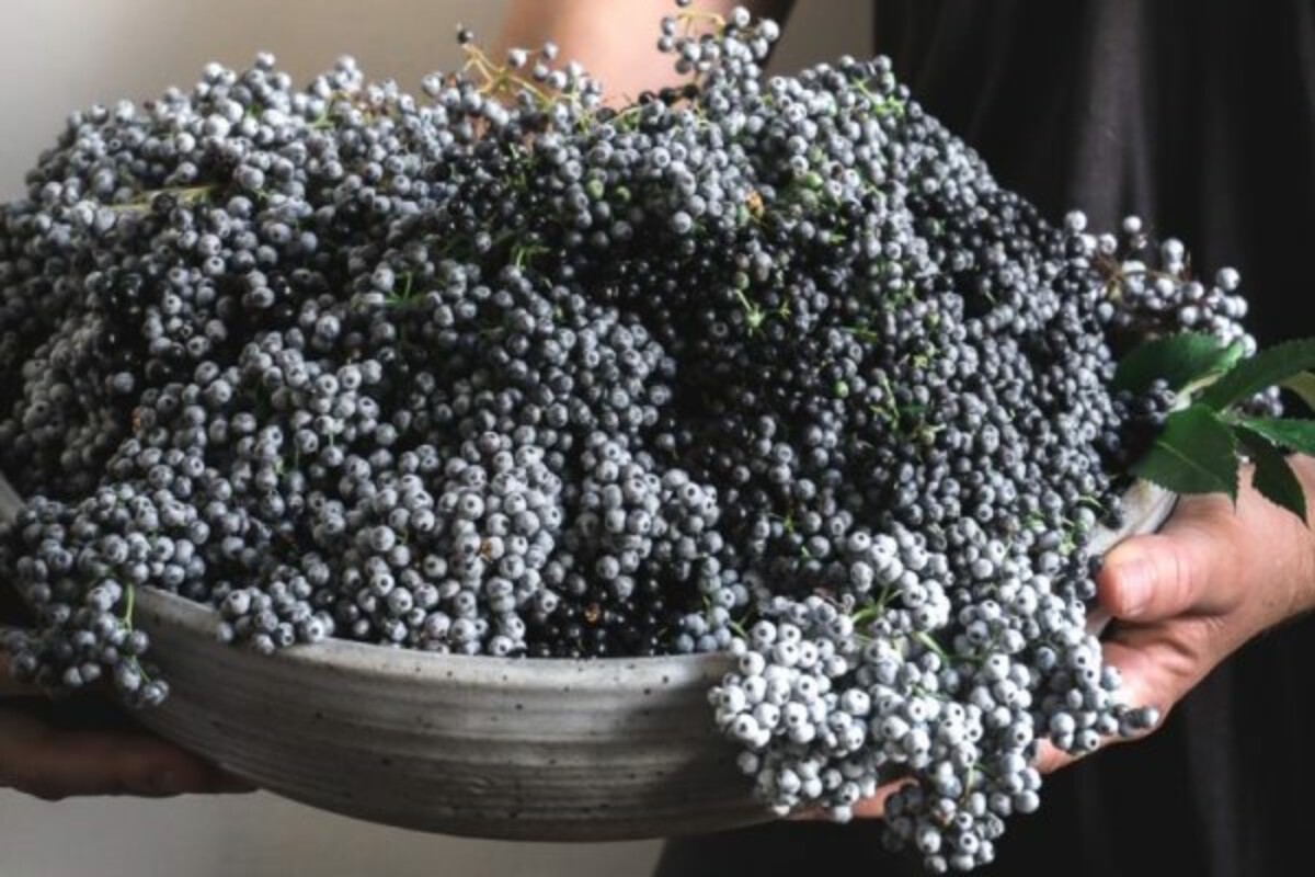 woman's hands holding a ceramic bowl filled with elderberries