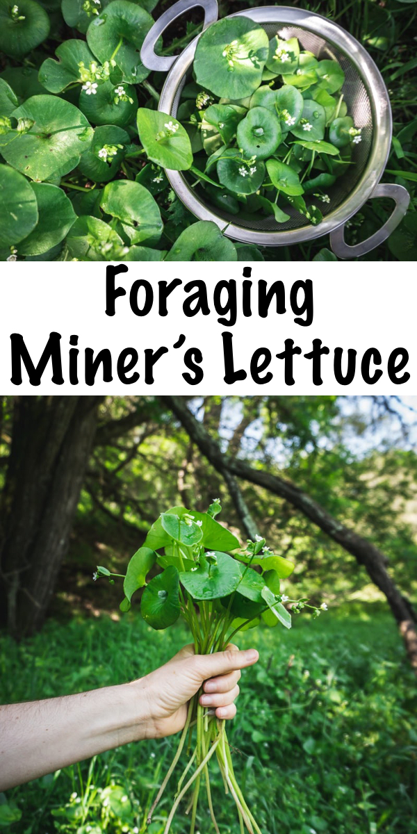 Foraging and Using Miner's Lettuce ~ Perfect for the beginning forager, miner's lettuce is a delicious, juicy and sweet wild green. Learn how and when to find this shade-loving green! #minerslettuce #springgreens #foraging #wildfood #forage #selfsufficiency #wildcrafting #wildedibles