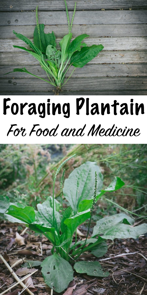 Foraging Plantain for Food and Medicine ~ Learn how to identify and forage for plantain, a valuable first-aid “weed” that’s easy to find- perfect for beginning foragers and medicine makers! #plantain #uses #foraging #wildfood #forage #selfsufficiency #wildcrafting #wildedibles