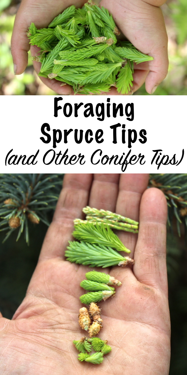 Foraging Spruce Tips and Other Conifer Tips ~ Spruce tips have a bright, citrus flavor that works well in both savory and sweet dishes. Almost all conifer tips are edible, and the only exception is yew trees. Pine and fir tips have their own unique taste, and as an added bonus, all conifer tips have medicinal properties. #sprucetips #foraging #uses #conifer #edible